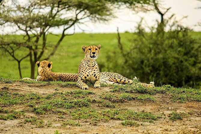 5-Day Ngorongoro Crater and Lake Manyara Safari from Arusha - Camping, Group Size, and Daily Comfort