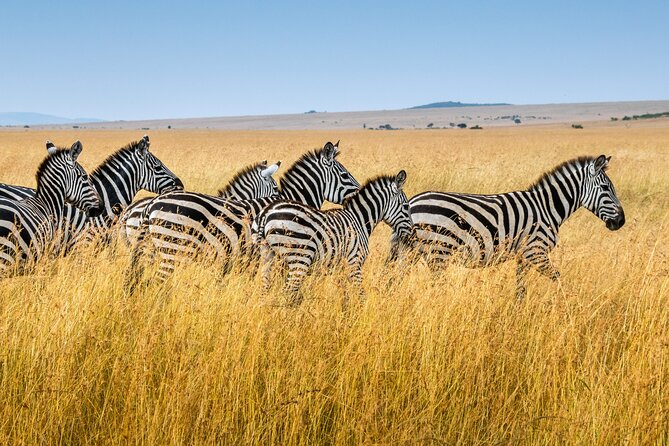 5-Day Ngorongoro Crater and Lake Manyara Safari from Arusha - Day Two: Crossing the Ngorongoro Area Toward Serengeti