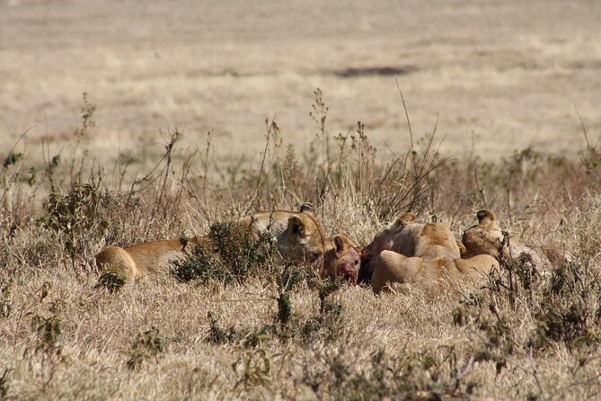 5-Day private Camping Safari Tour in Tanzania - What this five-day route is really like