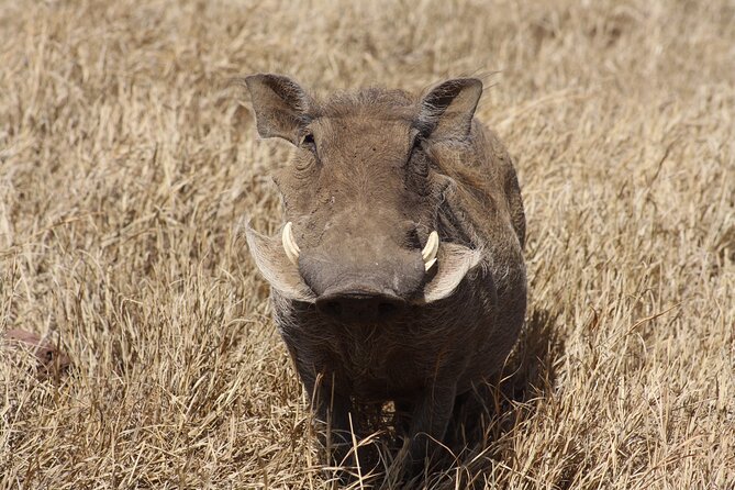 5-Day private Camping Safari Tour in Tanzania - Day 2: The long road into Serengeti