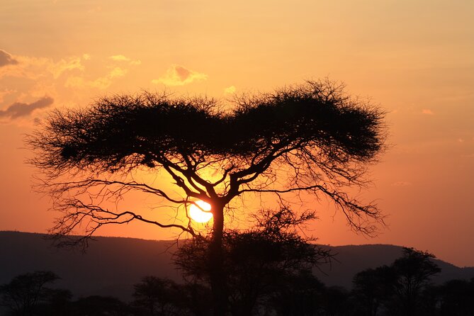 5-Day private Camping Safari Tour in Tanzania - Days 3 and 4: Two very different Serengeti days