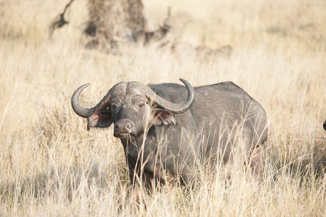 5-Day private Camping Safari Tour in Tanzania - Day 5: Descending into Ngorongoro Crater