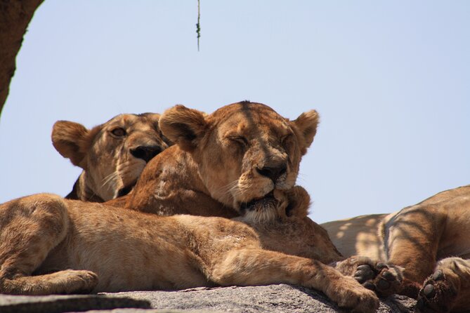 5-Day private Camping Safari Tour in Tanzania - Camping comfort, food, and daily routine