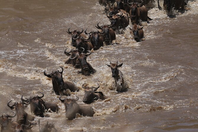 5-Day Private Northern Tanzania Safari from Arusha - Day 3: A full Serengeti day for cats and the Big Five