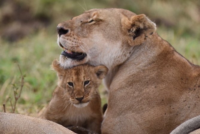 5-Day Private Safari Tour in Northern Tanzania - Five details that shape the safari
