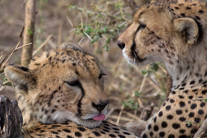5-Day Private Safari Tour in Northern Tanzania - Why this Northern Tanzania route works
