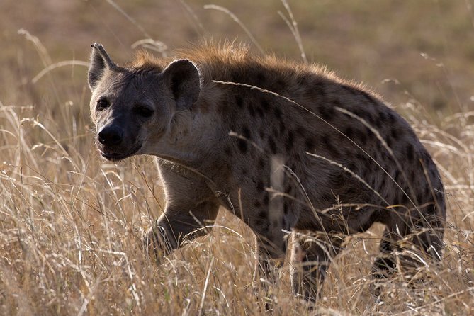 5-Day Private Safari Tour in Northern Tanzania - Day 4 and Day 5: Ngorongoro’s crater country