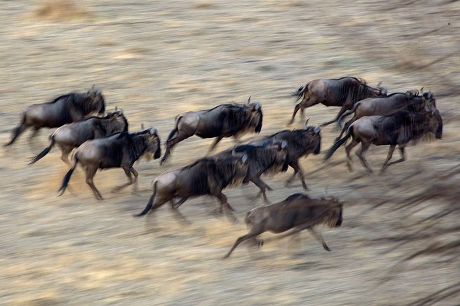 5-Day Private Safari Tour in Northern Tanzania - Guides make or break the experience