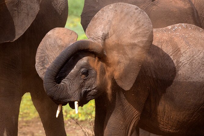 5-Day Private Safari Tour in Northern Tanzania - Day 1: Elephants and baobabs in Tarangire