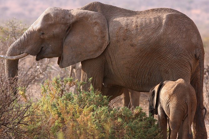 5 day safari Tarangire Serengeti and Ngorongoro crater - Five details that shape this safari