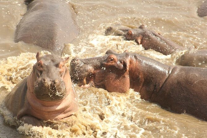 5 day safari Tarangire Serengeti and Ngorongoro crater - Day three: A full Serengeti game drive