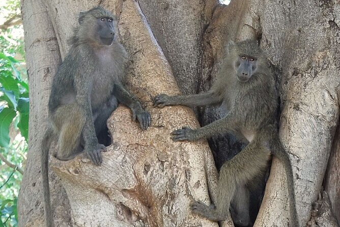 5 day safari Tarangire Serengeti and Ngorongoro crater - What the $2,211.29 price covers