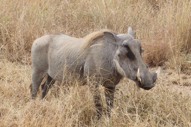 5 day safari Tarangire Serengeti and Ngorongoro crater - Who should book this safari?