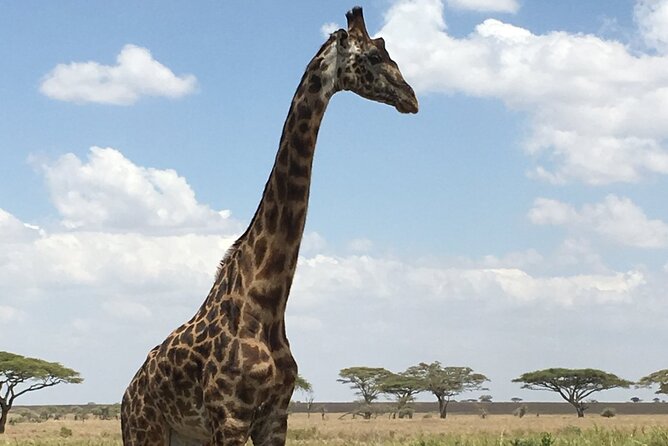 5 day safari Tarangire Serengeti and Ngorongoro crater - Day two: The long road to the Serengeti