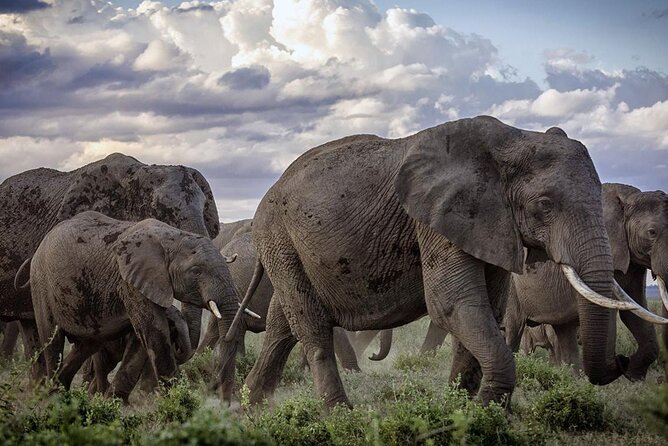 5-Day Safari Tour in 3 National Parks - Why this route works from Diani Beach