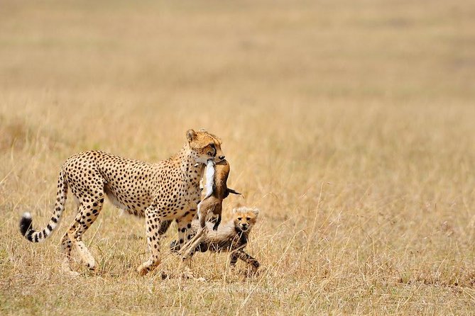 5 Day Serengeti, Tarangire, & Ngorongoro & Manyara Grass Root Safari. - Why this northern Tanzania route works