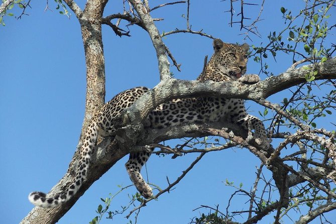 5 Day Serengeti, Tarangire, & Ngorongoro & Manyara Grass Root Safari. - Day 2: From the highlands to the Serengeti Plains
