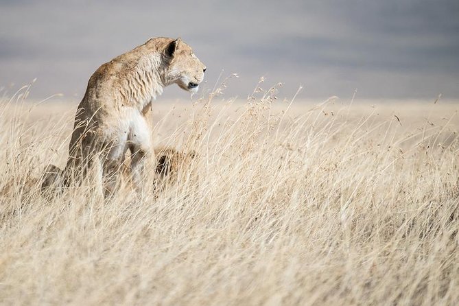 5 Day Serengeti, Tarangire, & Ngorongoro & Manyara Grass Root Safari. - Day 3: A full day on the endless plain