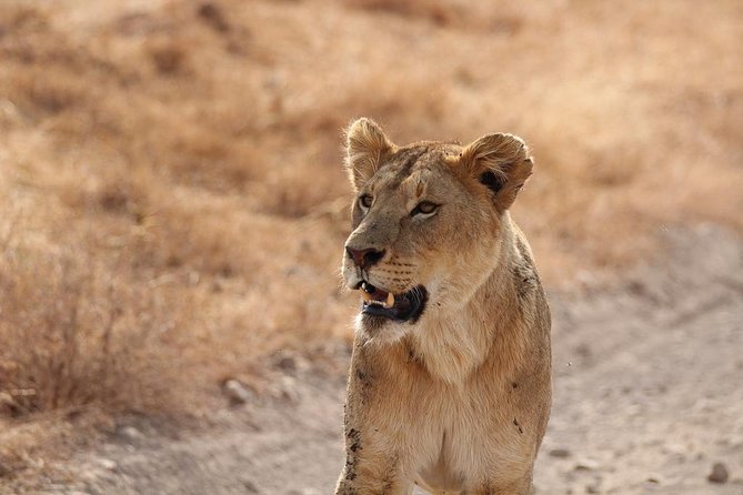 5 Day Serengeti, Tarangire, & Ngorongoro & Manyara Grass Root Safari. - Day 1: Elephants and river country in Tarangire