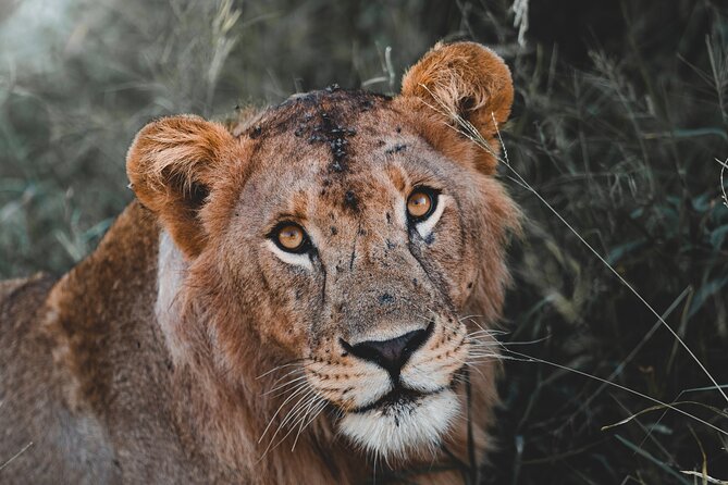 5 Day Tanzania Safari - Five details that shape this safari