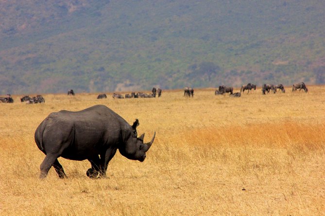 5 Days 4 Nights Tarangire, Serengeti , Ngorongoro & Manyara Wildlife Safari - Day 3: A full Serengeti game-drive day