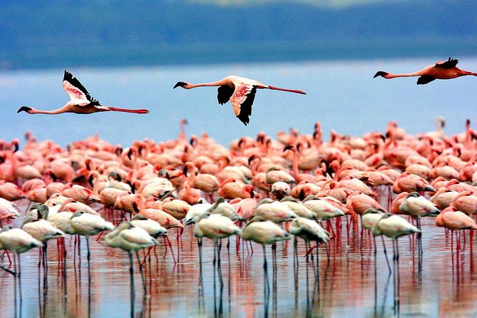 5 Days 4 Nights Tarangire, Serengeti , Ngorongoro & Manyara Wildlife Safari - Food, lodging, and comfort expectations