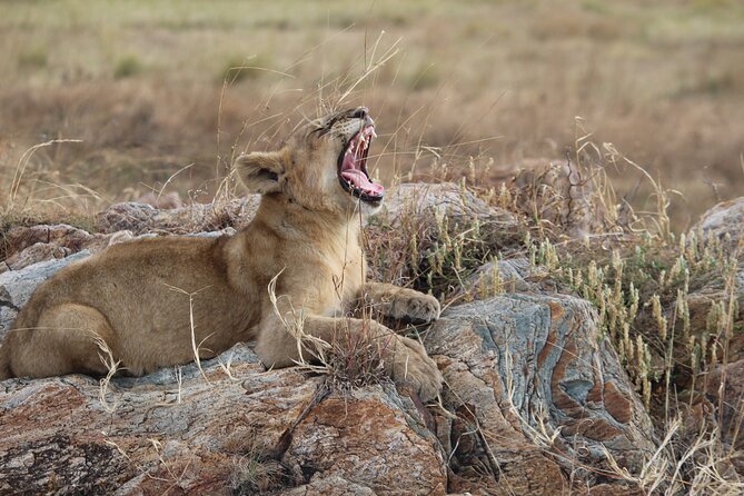 5 Days Best of Tanzania Luxury Safari Northern Circuit - Lake Manyara: birds, monkeys, and changing scenery