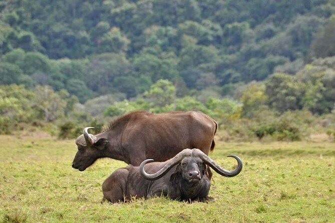 5 Days Budget Private Safari, Tanzania - Day one: elephants and baobabs in Tarangire