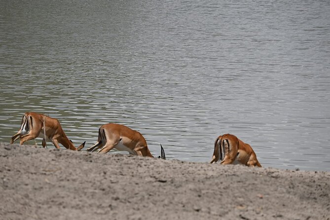 5 Days Group Camping Safari - What $1,100 covers on this Tanzania safari