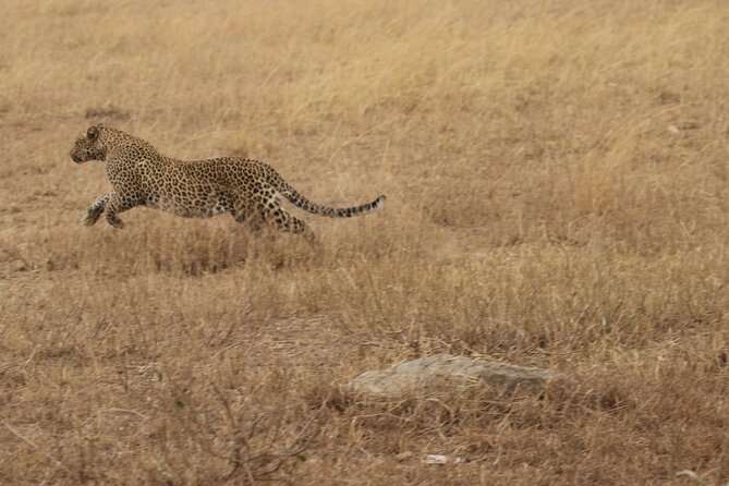 5 Days Group Camping Safari - Day 3: Entering the Serengeti through the highlands