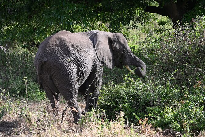 5 Days Group Camping Safari - Day 5: Ngorongoro Crater and Lake Magadi