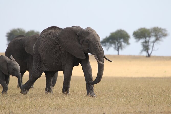 5 Days Group Camping Safari - Camping, meals, and the daily rhythm