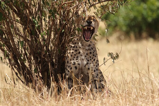5 Days Group Camping Safari - The guide can shape the whole experience