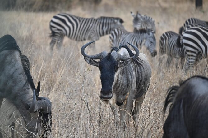 5 Days Group Camping Safari - Day 1: Tarangire’s elephants and giant baobabs