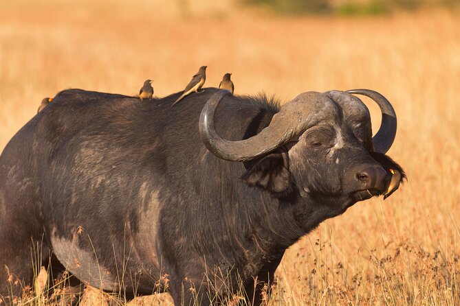 5 Days Lodge Luxury: A Taste of Tanzania Safari - Tarangire brings the classic safari scene to life