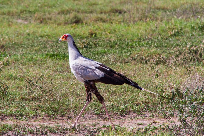 5 Days Lodge Luxury: A Taste of Tanzania Safari - Lake Manyara changes the scenery again