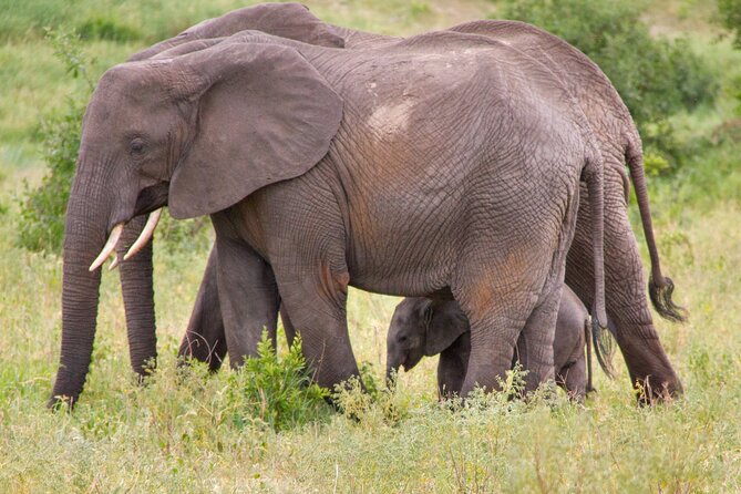 5 Days Lodge Luxury: A Taste of Tanzania Safari - What lodge luxury means on this five-day route