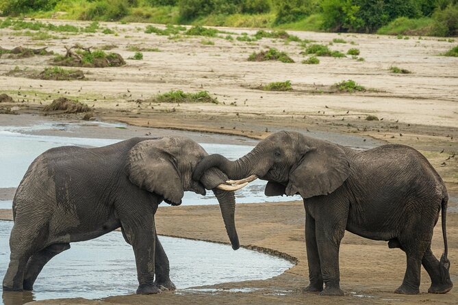 5 Days Lodge Luxury: A Taste of Tanzania Safari - Is $2,693 per person good value?