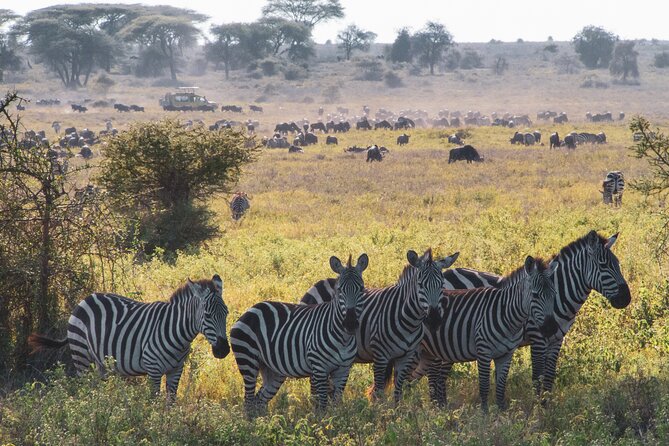 5 Days Lodge Luxury: A Taste of Tanzania Safari - The practical details that matter most
