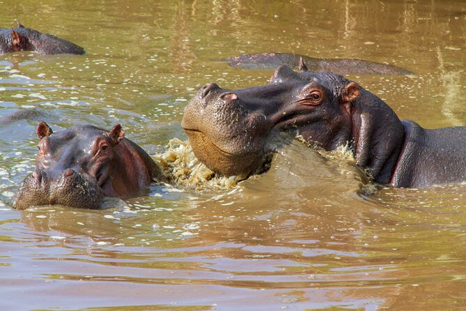 5 Days Lodge Luxury: A Taste of Tanzania Safari - Who should book this safari?
