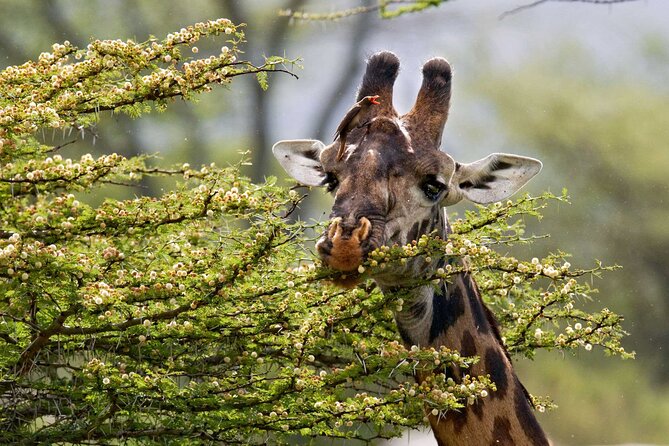 5 Days Lodge Luxury: A Taste of Tanzania Safari - Ngorongoro Crater is the big wildlife day