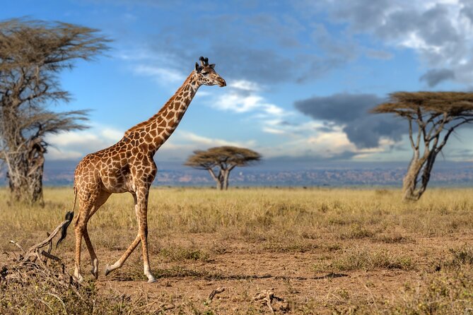 5 Days Mid-Range Group Safari with Accommodation - Key things to know before booking