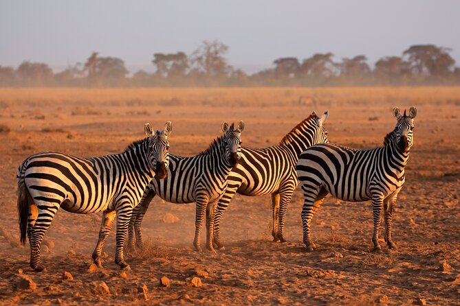 5 Days Mid-Range Group Safari with Accommodation - Four parks, four very different moods