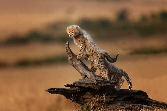 5 Days Mid-Range Group Safari with Accommodation - Day 1: Tarangire’s elephants and ancient baobabs