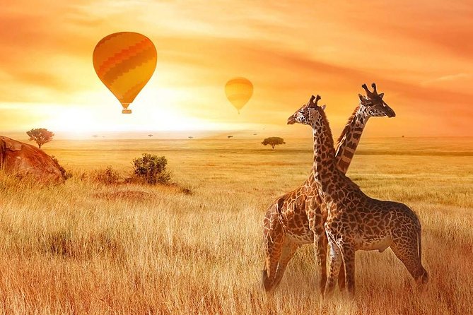 5 Days Private Safari- Tarangire, Serengeti, Ngorongoro & Manyara - Day 1: Baobabs and elephants in Tarangire