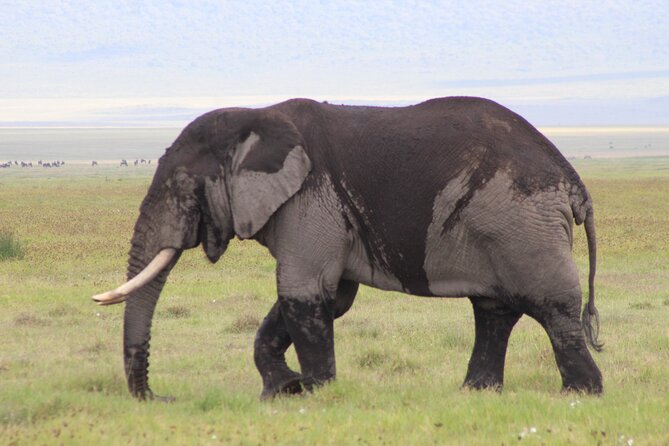 5-Days Private Tanzania Safari Tour - Five details that shape the experience