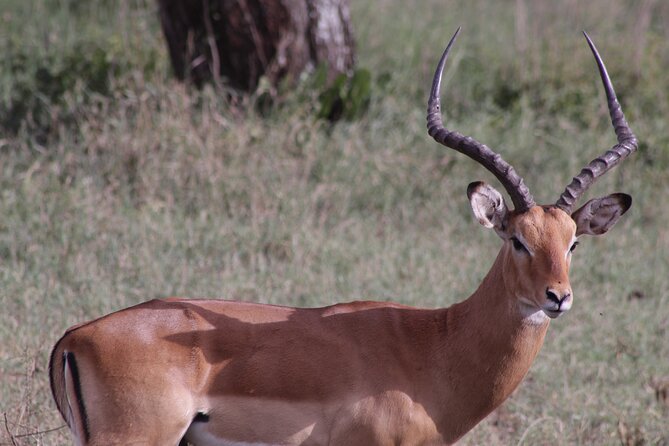 5-Days Private Tanzania Safari Tour - Tarangire: elephants, baobabs, and a gentle start