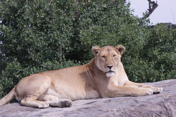 5-Days Private Tanzania Safari Tour - What the $2,150 price really covers