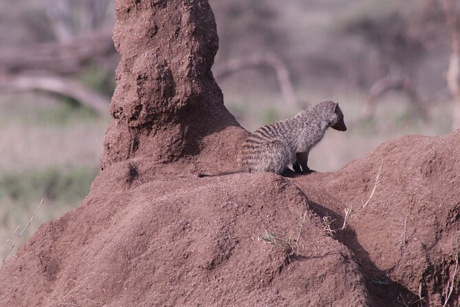 5-Days Private Tanzania Safari Tour - The guide can make or break the five days