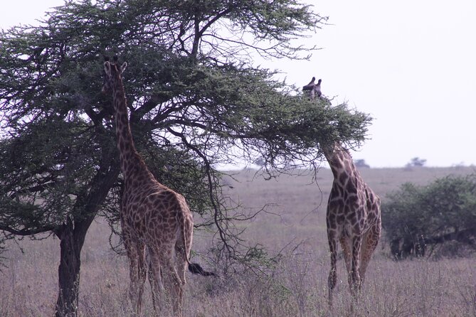5-Days Private Tanzania Safari Tour - Meals, timing, and practical comfort
